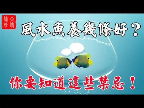 養魚數量吉數|【風水 魚 數量】風水魚缸養幾條才旺財？揭開三界五行的最佳數。